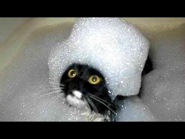 funniest cat pictures in the world