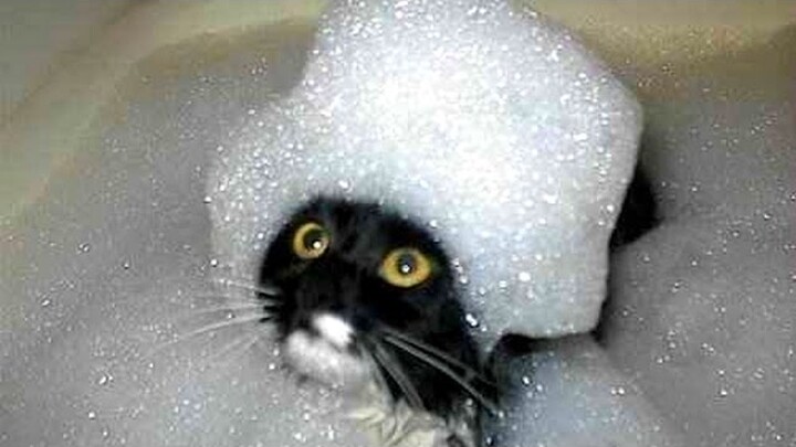 Funny CATS & DOGS that will KILL YOUR STRESS! LAUGH NOW! - Bilibili Funny CATS & DOGS that will KILL YOUR STRESS! LAUGH NOW! - Bilibili