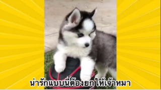 สัตว์เลี้ยงเพื่อนขนปุย : น่ารักแบบนี้ต้องยกให้เจ้าหมา