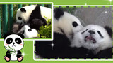 Two male babies born by panda Qiaoqiao with a wild panda are cute