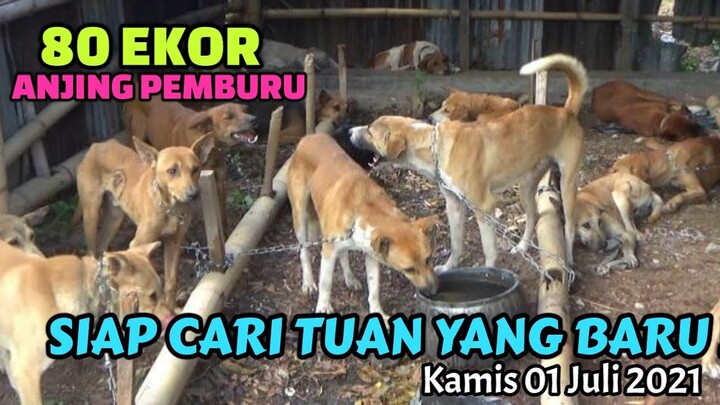 Grebek Pasar Anjing Pemburu | Kamis 01 Juli 2021 | Di Solok - Sumatera Barat