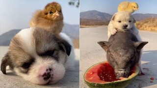 Cutest Baby Animals Doing Funny Things | Funny Dogs Videos Compilation | Cutest Puppies In The World