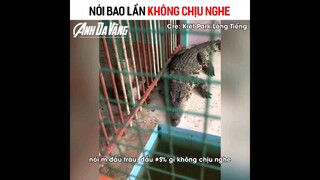 nằm nhà báo