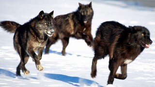 Wolf hunt the Elks Yellow stone national park