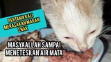 Momen Haru Saat Anak Kucing Jalanan Bahagia Saat Pertama Makan Enak Dan Dapat Rumah.!