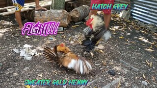 HATCH GREY VS SWEATER GOLD HENNY SPAR!!       JRP BACKYARD