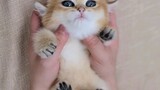 Who can resist the charm of a kitten