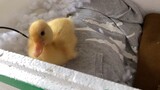 [Animal] Call duck is six days old