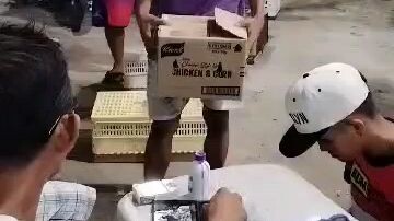 STA ANA LAP BAFRC PIGEON RACING.. TABARDILLO LOFT