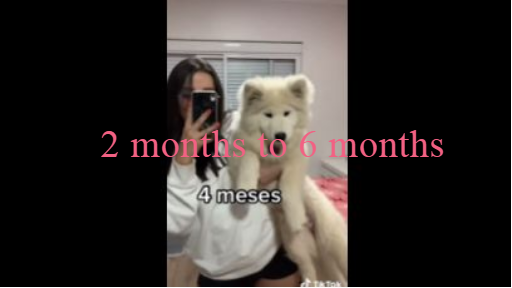 Samoyed 2 monts to 6 monts meses means months