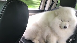 Không biết là nuôi Samoyed hay cừu nữa?