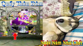 Thú Cưng TV | Dương KC Pets | Ngáo Và Ngơ #21 | chó thông minh vui nhộn | funny cute smart dog