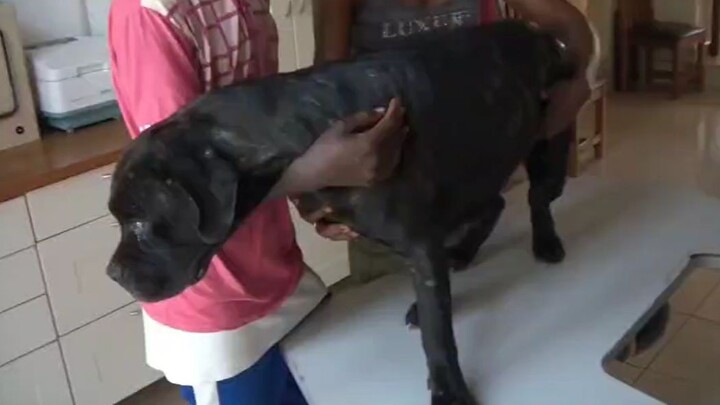 [Cún cưng] Bác sĩ điều trị cho chú cún đen bị ruồi đâm khắp người