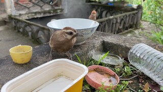 Lưu ý chú chim đằng sau cái bát, nó mới là nhân vật chính