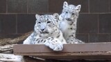Binatang|Anak Macan Tutul Salju yang Sangat Menyukai Ibunya
