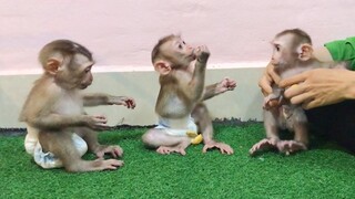 When the three monkey meet, Mino monkey is not a good eater