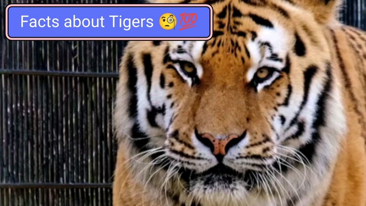 Facts about Tigers 🧐