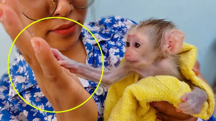 Super Smart Baby Monkey!! Wow, Amazing tiny adorable Luca does welcome style by clap hand with Mom