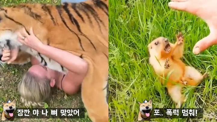 วิธีหนีเมื่อเสือถูกโจมตี Funny Animal Meme