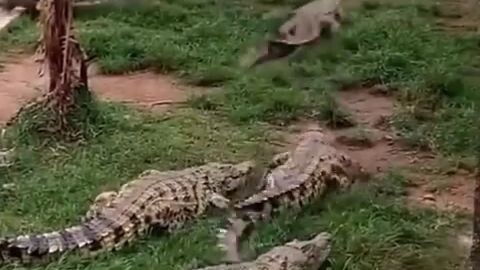 chicken vs crocodiles