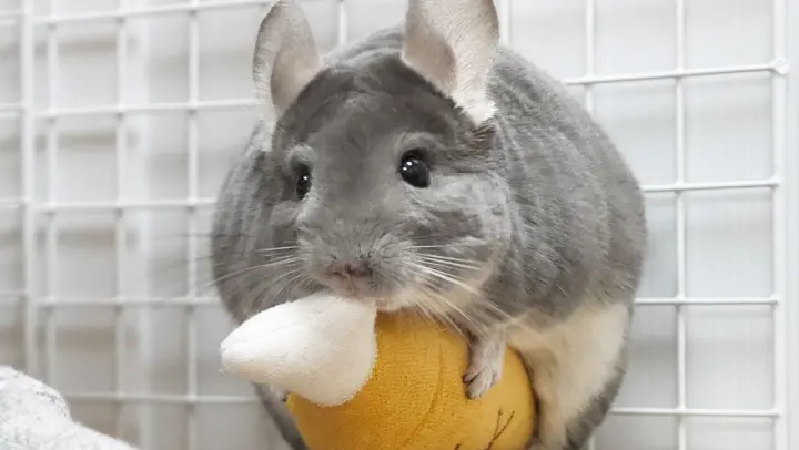 You Can Never Anticipate What's Next During Playtime With A Chinchilla