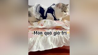 Sáng có giường công túa mèo cat