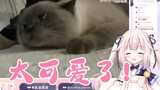 【真白花音】日本萝莉在线吸猫并和猫猫比头大