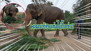 รีวิวพลายปู๋อ๊อดสุดหล่อ