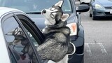 Husky The Drama Queen -  Funny Animals 2023