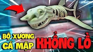 Lần đầu thấy Cá Mập Khổng Lồ thật ngoài đời - Channy Vlog