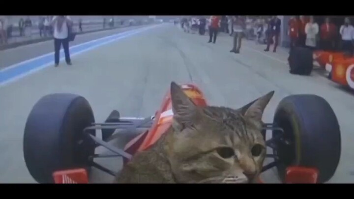 catto?
