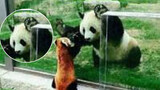 We're both pandas so why do you get a bigger reception?!
