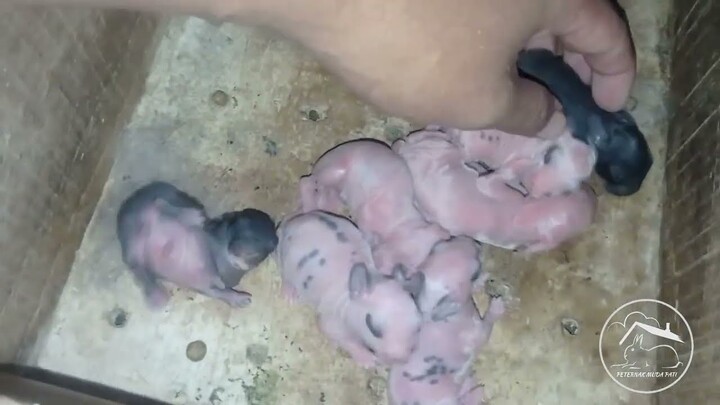 Tidak pernah melihat induk kelinci menyusui apakah berarti bayi kelinci tidak disusui⁉️