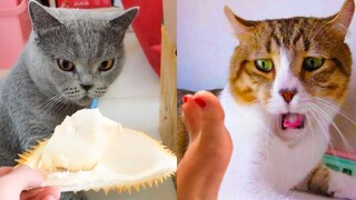 Cat Reaction to Smell Bad - Funny Cat Smell Reaction Compilation