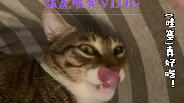 干饭猫·鹌鹑の诱惑·猛虎喂食VLOG