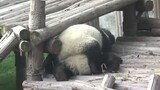 Perkelahian Panda
