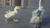 Duck: Walking Happily with Handmade Shoes