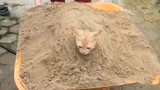 Ninja Cat, Funny cat hidding under the sand