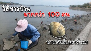 หาหอยหอยกระปุก หอยตลับ น้ำลดให้รีบจก น้ำขึ้นก็หนีสิครับ