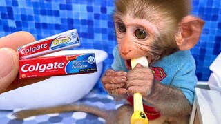 Monkey Baby Bon Bon แปรงฟันในห้องน้ำและกินแตงโมสีเหลืองกับลูกสุนัขในสวน
