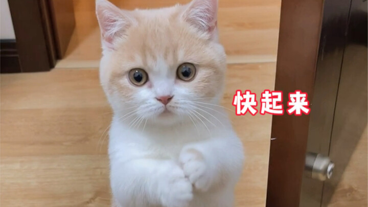 如何教猫咪用饮水机？！