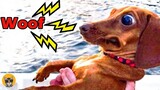 Bark At Your Dog Challenge- TikTok Dog Video Compilation| Pets House