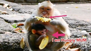 Ahh! I am Hungry Mum!, Baby Monkey Jilla Want Banana But Mum Jill Don't Give, Jill l Hungary So Much