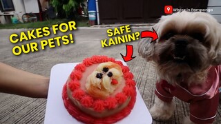 Cakes for our pets by Pawty Cakes