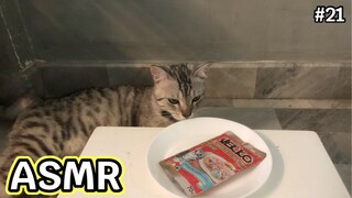 ASMR CAT | ทูน่าหน้าปูอัด