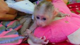 So Obedient baby monkey Luca keeps so manners & silently while Mom put on a new diaper