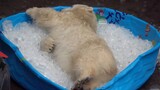 A polar bear cub was abandoned at birth. When it saw ice for the first time, the scene got a little 