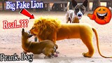 Big Fake Lion vs Real Dogs Prank Very Funny With Surprise Reaction - Must Watch Very Funny Video
