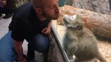 The best kiss ever - The Funniest Animals 🤣