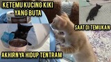 Momen Haru Anak Kucing Jalanan Lumpuh Akhirnya Di Adopsi  Oleh Orang Kaya..!